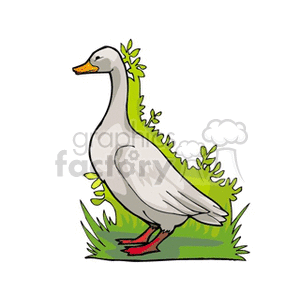 Majestic goose standing 
