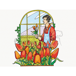 Man picking tulips from flower garden