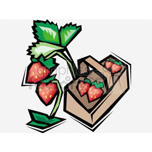 Basket of fresh, ripe strawberries next to strawberry plant