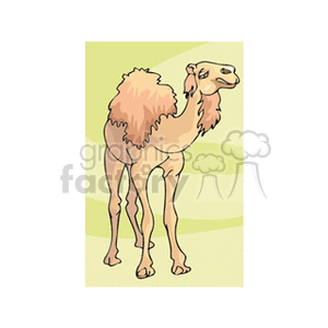 Single-Humped Camel in Desert Environment