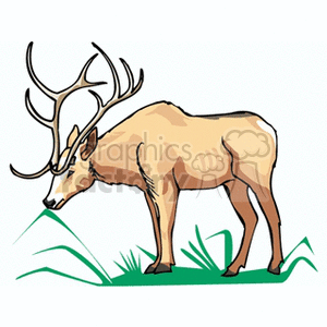 Illustration of a Grazing Reindeer with Antlers