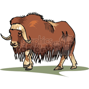 Bison Illustration