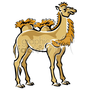 The clipart image shows a brown camel standing sideways. It is a 2 humped camel, and has long fur on its humps and breast