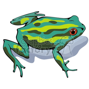   Striped green tree frog with red eyes 