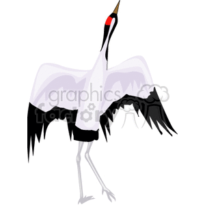 Red-crowned crane with outstretched wings