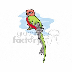 Pink red and green exotic bird