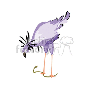 Purple exotic bird standing on a snake