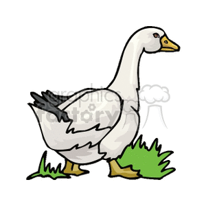 Clipart image of a white goose standing on green grass.