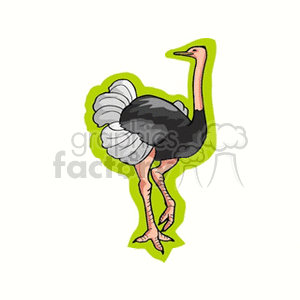 A clipart image of an ostrich with a combination of black and white feathers, long legs, and a long neck. The ostrich is outlined with a bright green border.