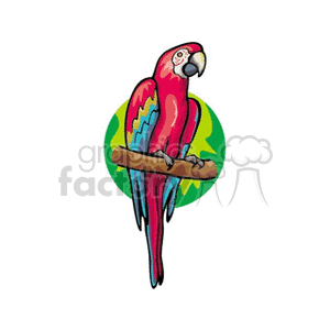 Red and blue scarlet macaw