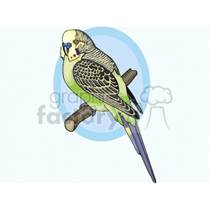 Green and grey parakeet sitting on branch