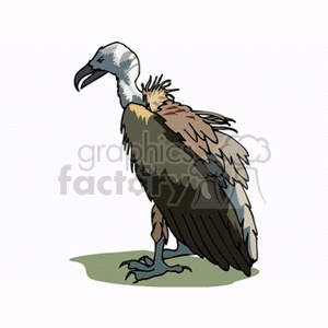 Clipart image of a vulture standing on the ground