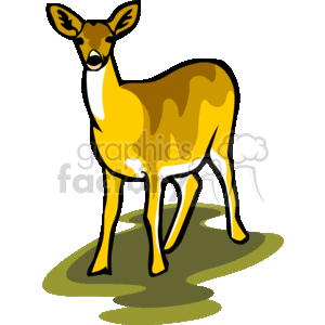 White-tailed doe standing over green grass