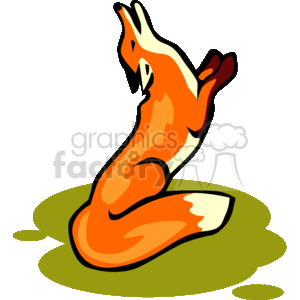 Fox in a jumping pose