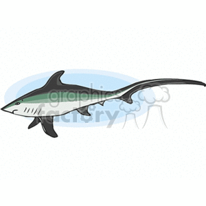Shark Illustration - Marine Predator Fish