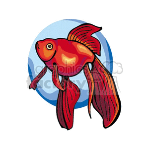 Colorful Goldfish - Exotic Tropical Aquarium Fish