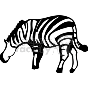 This clipart image is of a zebra with distinctive black and white stripes.