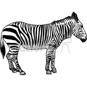 Zebra Illustration - Black and White Animal Artwork