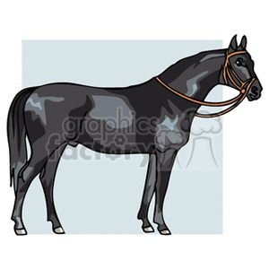 The clipart image features a black horse with a brown bridle, standing sideways.