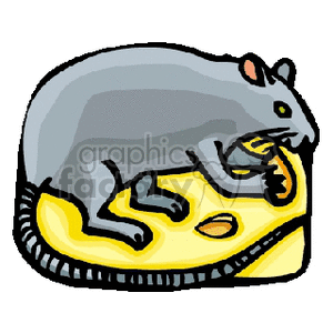 This clipart image depicts a grey rat eating cheese. The rat has a pink tail and pink ears, and it is standing on a wedge of yellow Swiss cheese with holes.