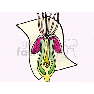 Illustration of a cross-section of a flower showing parts of a plant used in educational materials for studying botany.