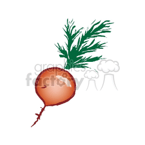 Clipart image of a radish with green leaves and a round, red bulb.