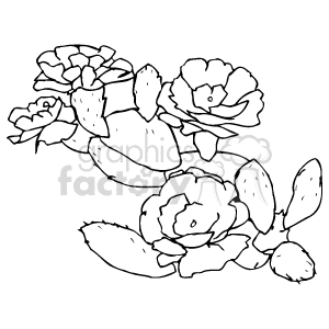 Succulent Plants and Flowers Line Drawing