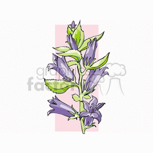 Illustration of a plant with purple bell-shaped flowers and green leaves.