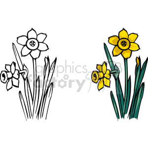 Clipart image of two daffodil plants, one in black and white and the other in color, showcasing yellow flowers and green leaves.