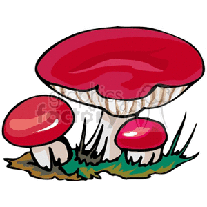 red mushrooms on a patch of grass