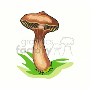mushroom65