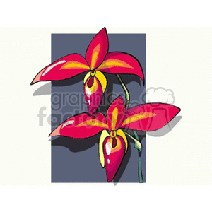 orchid5