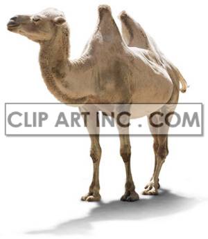 The image shows a close-up of a camel with two humps standing on a white background. The animal is mostly brown in color. Its fur appears to be short and bristly.