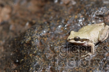 A close-up image of a small brown frog sitting on a wet, rocky surface.