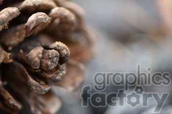 Close-up view of a pine cone with a blurred background.