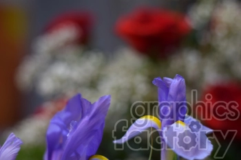Close-up of purple flowers with a background of red roses and white baby's breath.