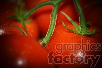 A close-up image of ripe red tomatoes on the vine with vibrant and fresh green stems.
