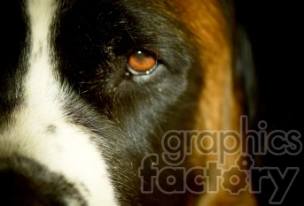 Close-up photo of a dog's face showing one eye and part of its fur in detail.