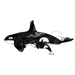 Killer Whale 07 mothercalf