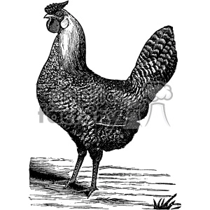 The clipart image shows a vintage-style black and white illustration of a rooster. The overall style of the image gives off a retro or old-fashioned vibe. This type of artwork could be used for various purposes, such as in a tattoo design, on a farm-related product, or as part of a vintage decor theme.