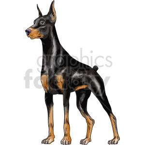 The clipart image shows a black and tan Doberman Pinscher, which is a breed of dog. The dog is shown in a standing position with its head turned slightly to the right, and its ears are cropped and pointed upwards. The image is a vector graphic, meaning it can be scaled up or down without losing quality.
