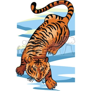 Tiger prowling