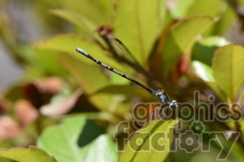 A close-up of a damselfly resting on a green leaf, with a blurred leafy background.