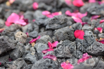 Close-up view of scattered pink flower petals over rough, gray volcanic rocks.