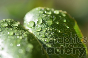 Macro shot of water droplets on a green leaf, showcasing the intricate patterns and texture of the leaf surface.