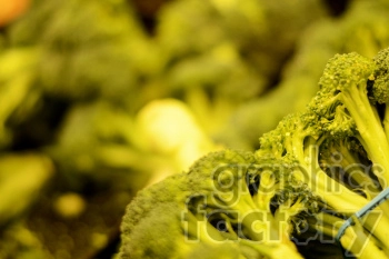 A vibrant close-up image of fresh broccoli, green and healthy, ready to be cooked or used in various recipes.
