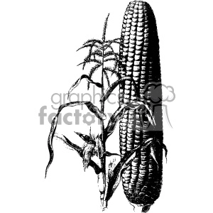 Black and White Corn Plant
