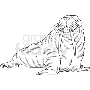 black and white walrus vector clipart