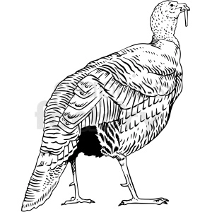 Clipart image of a turkey in black and white sketch style.