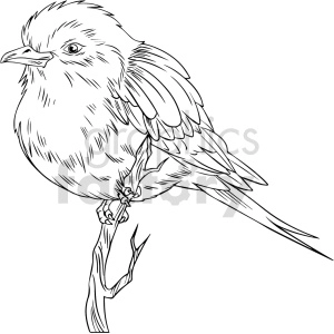A detailed black and white clipart image of a bird perched on a branch.
